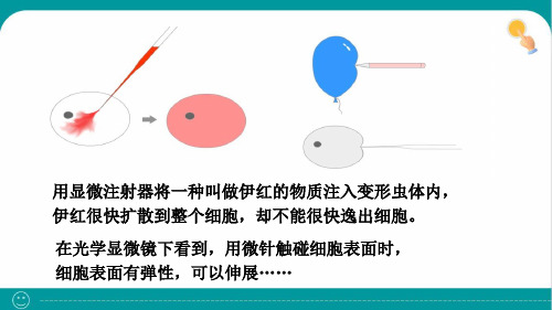 3-1细胞膜的结构和功能课件-高一上学期生物人教版(2019)必修1