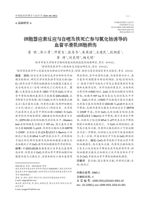 细胞器应激反应与自噬及铁死亡参与氯化钴诱导的血管平滑肌细胞损伤