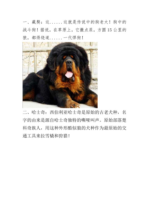 世界名犬排行榜