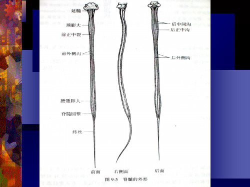 2018年脊髓解剖-文档资料