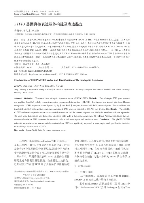hTFF3基因真核表达载体构建及表达鉴定_郑倩倩