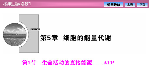 2019-2020学年北师大版高中生物必修1课件：第5章  第1节 生命活动的直接能源——ATP