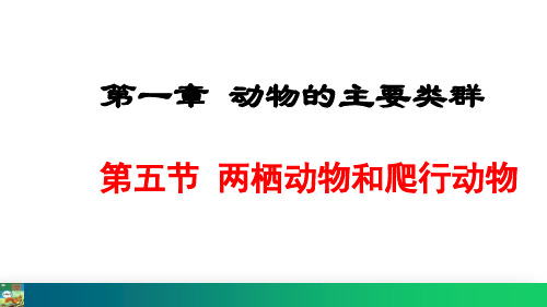 5.1.5  两栖动物和爬行动物课件(共31张PPT) 2023—2024学年人教版生物八年级上册