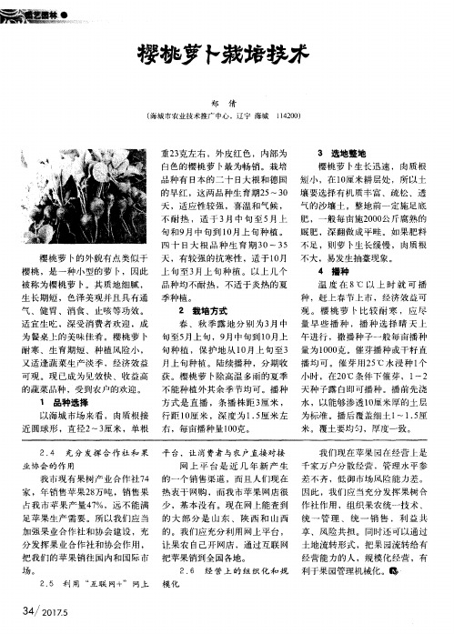 樱桃萝卜栽培技术