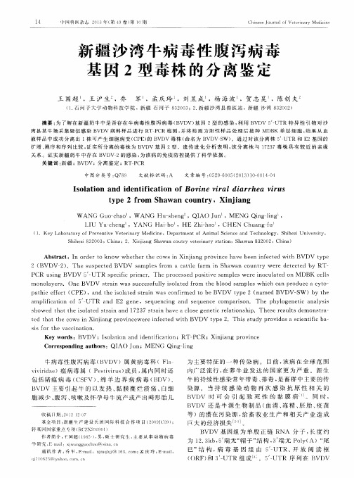 新疆沙湾牛病毒性腹泻病毒基因2型毒株的分离鉴定