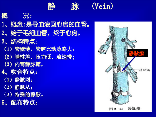 脉管学——静脉、淋巴PPT