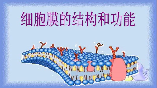 【课件】细胞膜的结构和功能课件2022-2023学年高一上学期生物人教版必修1