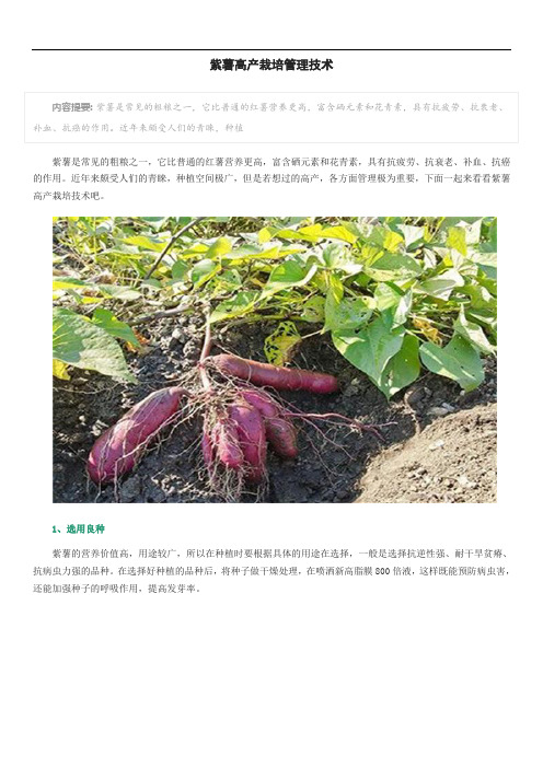 紫薯高产栽培管理技术
