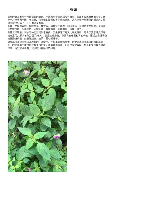 香薷——精选推荐