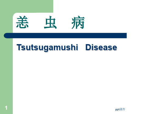 立克次体恙虫病  ppt课件