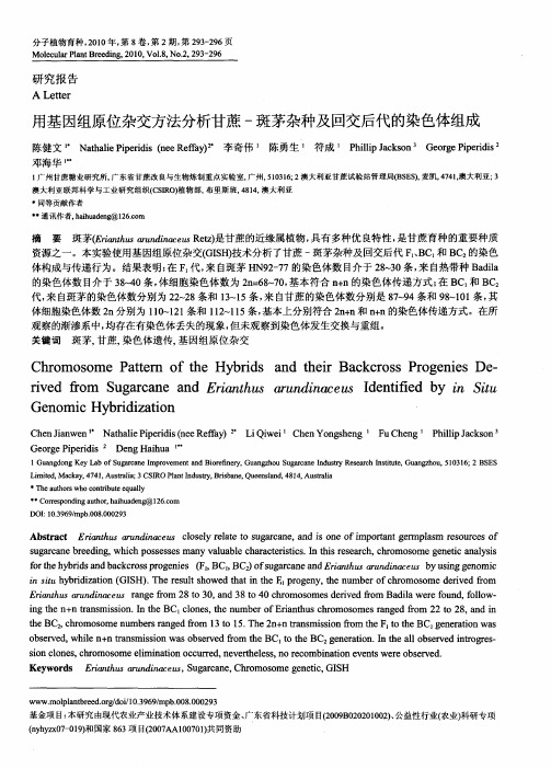 用基因组原位杂交方法分析甘蔗-斑茅杂种及回交后代的染色体组成