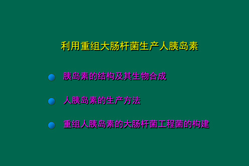 利用重组大肠杆菌生产人胰岛素