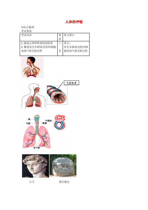 中考生物专题复习 九 人体的呼吸讲义 新人教版