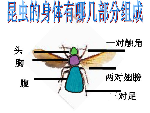 一年级下册美术课件-10.我和昆虫 人美版