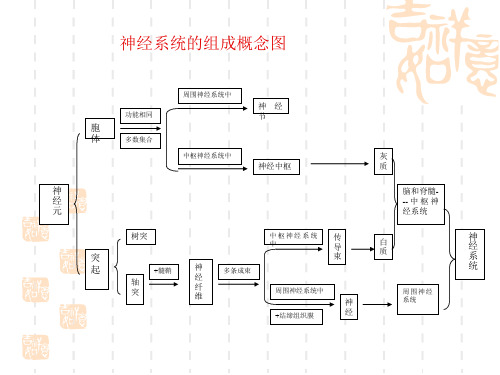 初中七年级(初一)生物神经系统的组成概念图