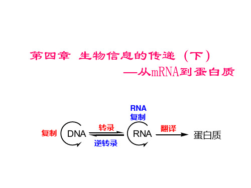 04郭江波分子生物学讲义-第四章