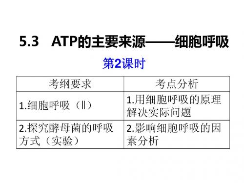 5.3 细胞呼吸(第二课时)