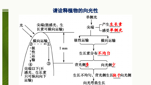 其他植物激素-高二生物教学课件(人教版选择性2019必修1)