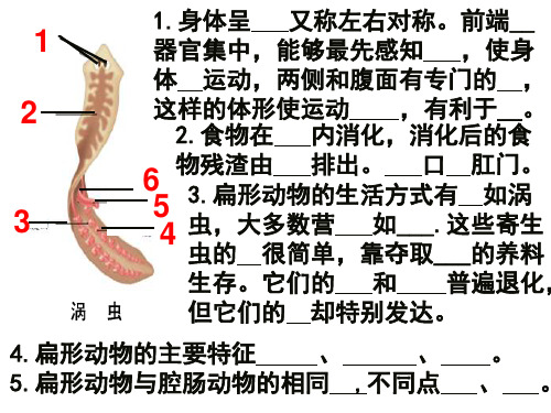 鲁科版生物八上第二节线形动物和环节动物—线形动物