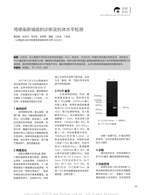 鸡感染新城疫的诊断及抗体水平检测