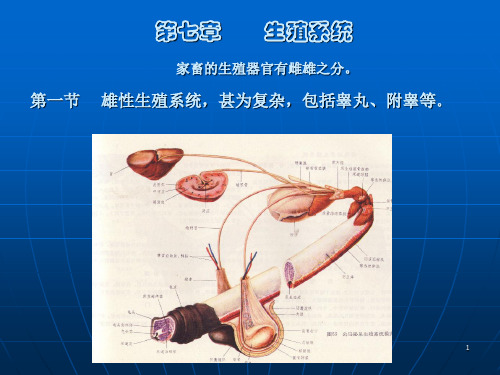 家畜解剖生理生殖系统ppt课件