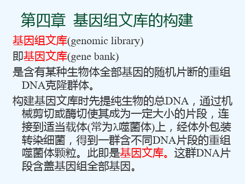 基因组文库构建