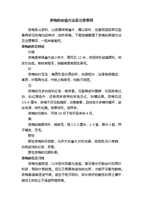 茶梅的养殖方法及注意事项