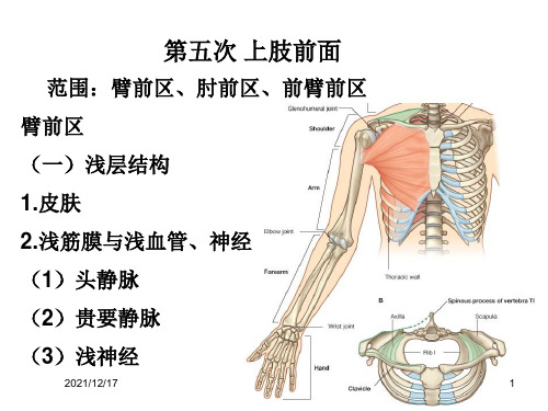 局部解剖学上肢前面