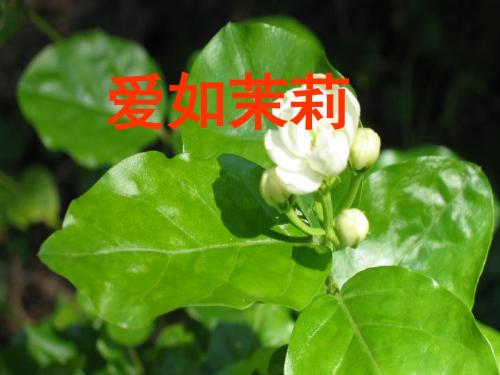 《淡淡的茉莉》PPT课件