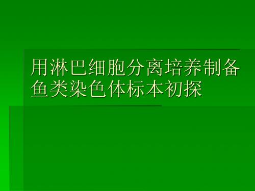 用淋巴细胞分离培养制备鱼类染色体标本初探