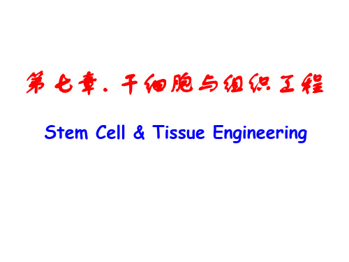 大学课程干细胞与组织工程课件