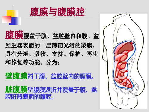 腹腔及其内容局部解剖学课件