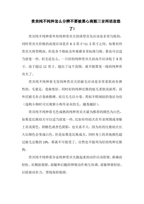 贵宾纯不纯种怎么分辨不要被黑心商贩三言两语忽悠了!