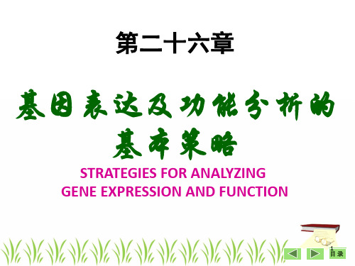 基因表达及功能分析基本策略