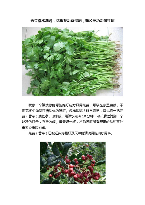 香菜煮水洗肾，花椒专治富贵病，蒲公英巧治慢性病