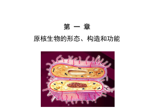 第一章  原核生物的形态、构造和功能1