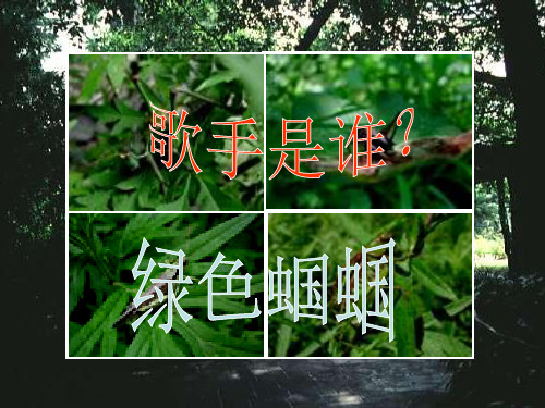 绿色蝈蝈征稿