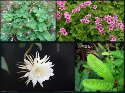 2017沪科版高中生命科学第二册5.5《植物生长发育的调节》ppt课件4