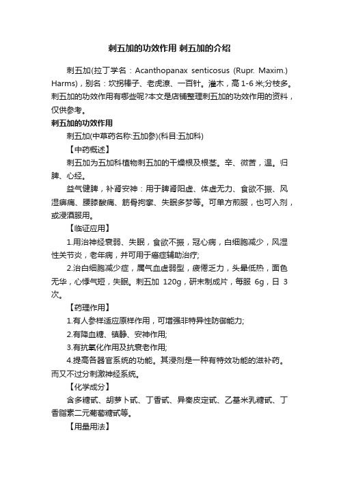 刺五加的功效作用刺五加的介绍