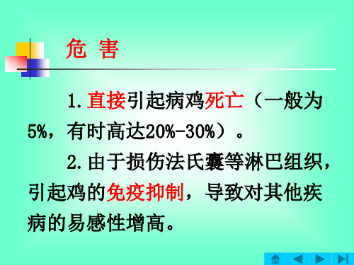 鸡传染性法氏囊病