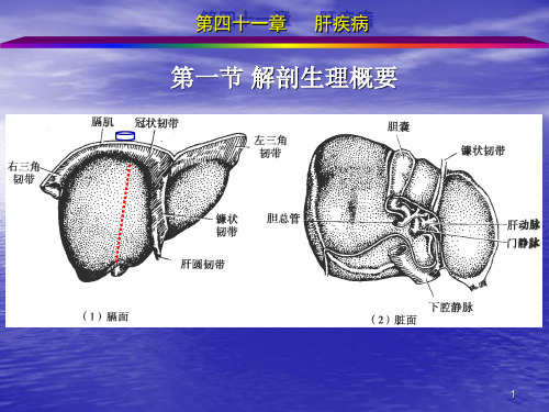 外科学肝疾病ppt课件