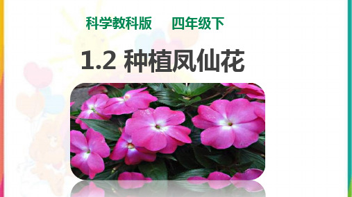 新教科版四年级科学下册1.2《种植凤仙花》课件