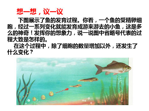 人教版七年级生物上册2.2.2 动物体的结构层次(共33张PPT)