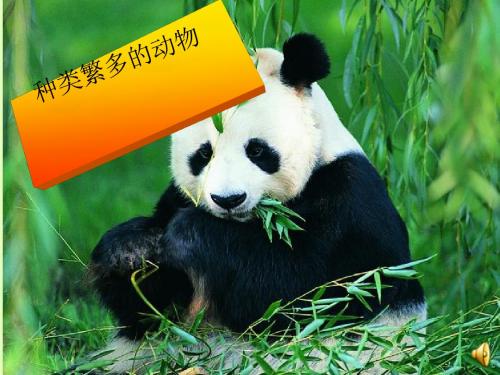 六年级科学上册4.4种类繁多的动物 PPT精品课件2教科版