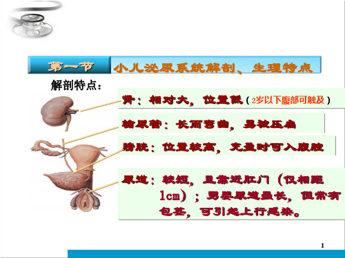 小儿泌尿系统解剖生理特点 ppt课件