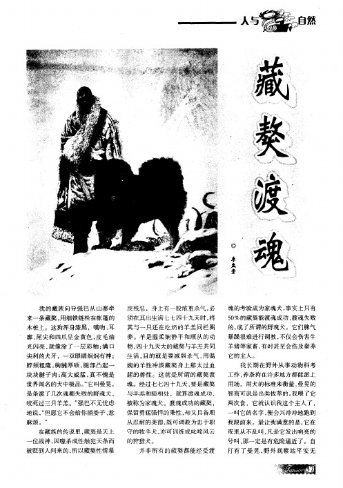藏獒渡魂