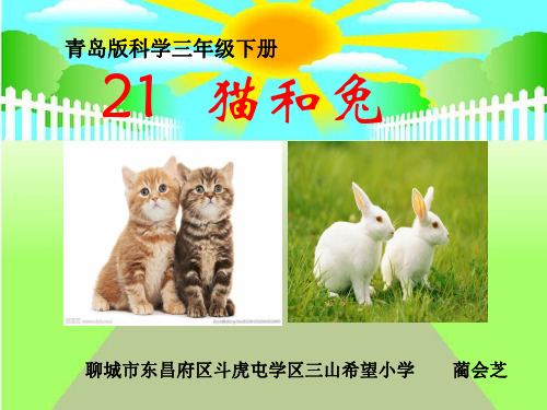 《猫和兔》课件(聊城市优质课一等奖)青岛出版社三年级科学下册