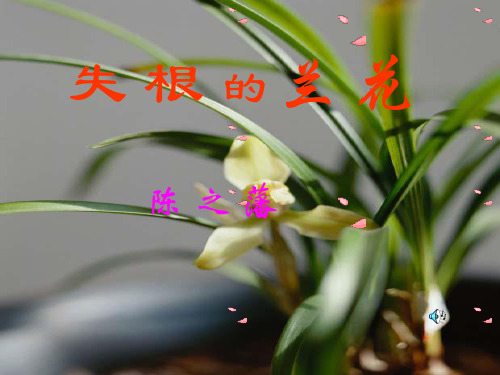 北师大版六年级语文下册《失根的兰花》课件