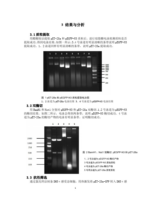 绿色荧光蛋白基因克隆及表达结果分析