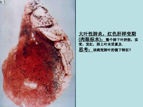 病理实验考试图片